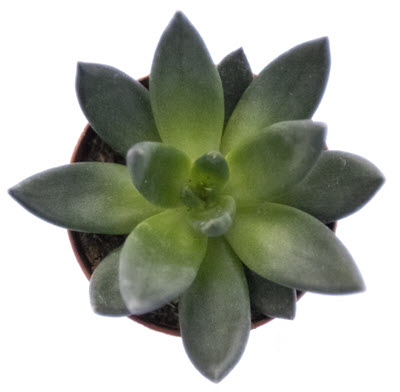 2" Echeveria Agavoides Red Edge